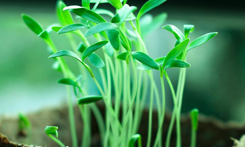 自由职业者英语，掌握新技能，迎接职业新挑战